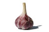 Fresh Garlic 2