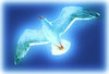 Seagull