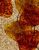 Basho Leaves 1
