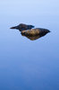 Two Stone Levitation
