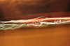 Sparkling Light_1