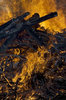 Fire 1