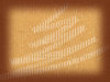 Cardboard