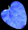Leaf 2