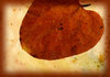 Leaf 4