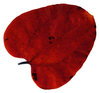 Leaf 5