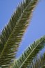 Palm