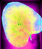 Vintage Leaf 2