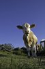 Small cow