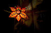 Christmas Star