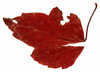 Vintage Leaf 3