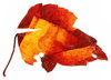 Vintage Leaf 4