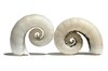 Sea Shells 3