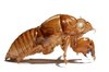 Exoskeleton