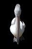 Pelican