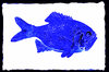 Colored Fish 2