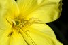 Yellow Flower
