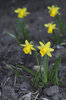 Daffodils