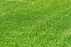 Grass
