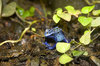Poison Frog