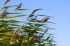 Blowing in the wind