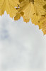 Yellow Maple