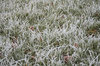 Frost 7