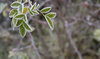Frost 5