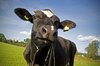 Black cow