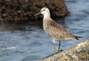 Shorebird