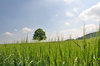 Rye with lime tree
