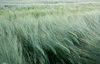 Rye 2