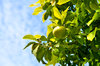 Fruitage of Orange 12