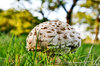 Mushroom