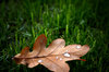 Oak leaf