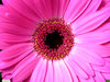 Shades of pink