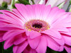 Shades of pink