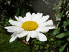 Delightful Daisies