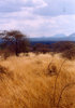 african landscape