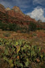 Zion Landscape 2