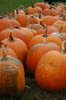 Pumpkins
