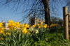 Daffodils 1