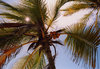 zanzibar