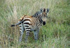 Zebra 2