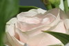 flowers 4