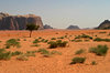 Trees in the desert