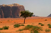 Trees in the desert