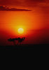 African sunsets