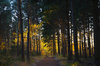 Dark woods