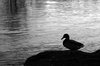 Duck Silhouette